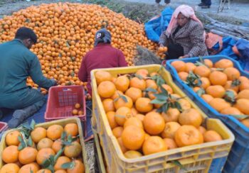 एउटै गाउँबाट दुई करोडभन्दा बढीको सुन्तला बिक्री