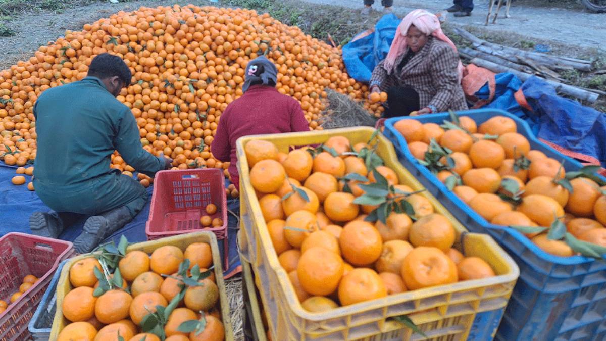 एउटै गाउँबाट दुई करोडभन्दा बढीको सुन्तला बिक्री