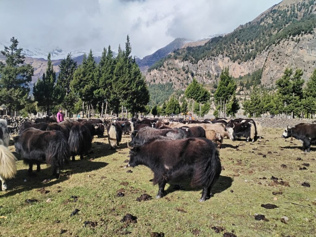 मुस्ताङमा हिमपातपछि याकचौँरी बेँसी झारिँदै, चौँरीपालन व्यवसाय जलवायु संकटमा