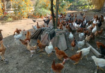 शुक्लाफाँटाका कुखुरा फार्ममा ‘फाउल पोक्स’को सङ्क्रमण