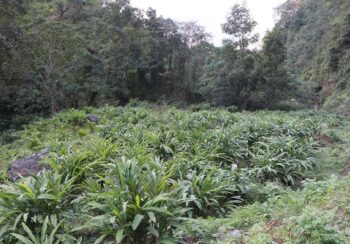 अर्मनमा अलैँचीखेतीको परीक्षण सफल