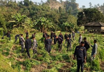तीस बिघामा लगाएको गाँजा फडानी