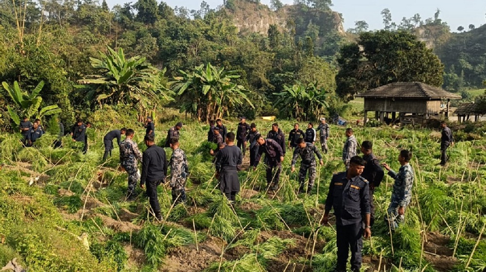 तीस बिघामा लगाएको गाँजा फडानी