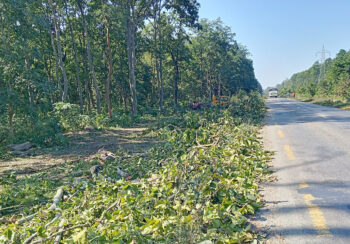 पूर्व–पश्चिम राजमार्ग विस्तार गर्न ६ हजार रुख काटिने