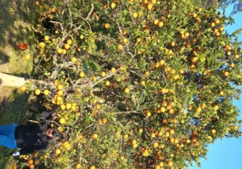 गोलन्जोरका जुनार–सुन्तला बगैँचामा पैसाको बिटो !