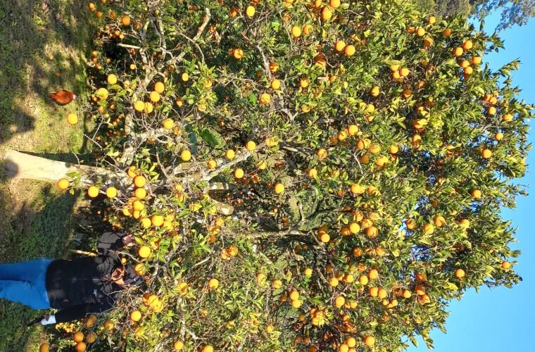 गोलन्जोरका जुनार–सुन्तला बगैँचामा पैसाको बिटो !