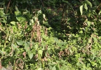 भोजपुरमा हिउँदे आलुमा डढुवाको सङ्क्रमण