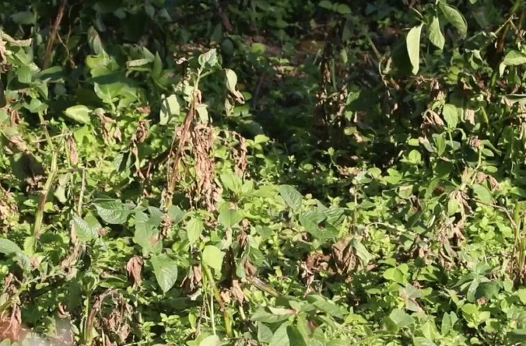 भोजपुरमा हिउँदे आलुमा डढुवाको सङ्क्रमण