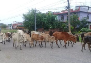 लुम्बिनी प्रदेशमा करिब १२ हजार सात सय छाडा चौपाय : सर्वेक्षण