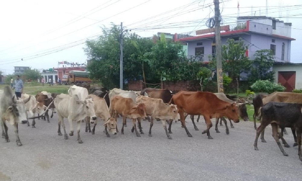 लुम्बिनी प्रदेशमा करिब १२ हजार सात सय छाडा चौपाय : सर्वेक्षण