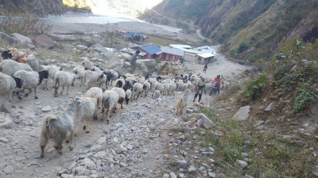 उधौली लागेसँगै भेँडाबाख्रा लिएर उधो झरे गोठाला