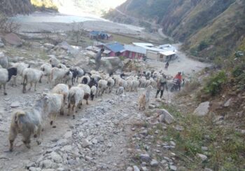 उधौली लागेसँगै भेँडाबाख्रा लिएर उधो झरे गोठाला