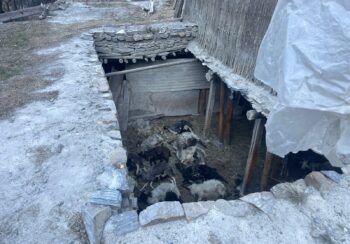 मुस्ताङमा हिउँ चितुवाको आक्रमणले १९ वटा भेडा–च्याङ्ग्रा मारिए