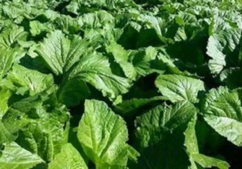 रायोको सागमा ९९ प्रतिशत बढी विषादी, खान अयोग्य