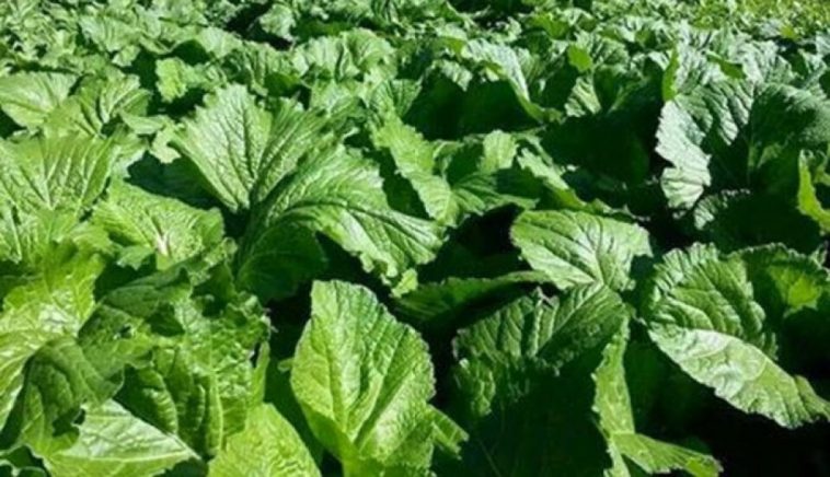 रायोको सागमा ९९ प्रतिशत बढी विषादी, खान अयोग्य