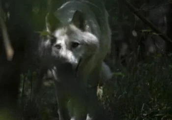 भारतमा नरभक्षी ब्वाँसोको आतङ्क, ड्रोनमार्फत निगरानी