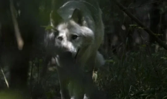 भारतमा नरभक्षी ब्वाँसोको आतङ्क, ड्रोनमार्फत निगरानी