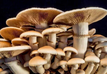 गोरखामा च्याउ खाँदा एकाघरका चार जना बिरामी