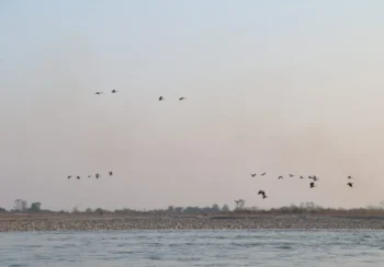 नारायणी नदी आसपासका क्षेत्रमा ४२ प्रजातिका चरा भेटिए