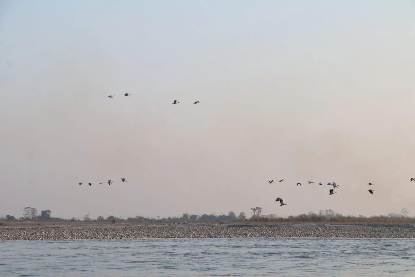 नारायणी नदी आसपासका क्षेत्रमा ४२ प्रजातिका चरा भेटिए