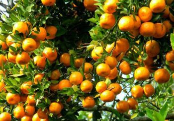 दश करोड बढीमा बिक्री भए भीरकोटका सुन्तला