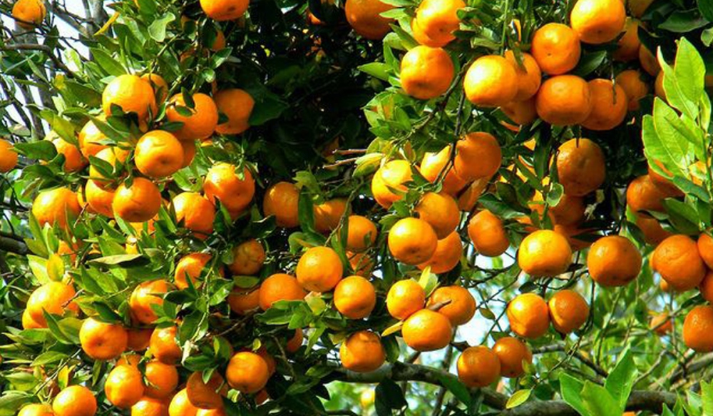 दश करोड बढीमा बिक्री भए भीरकोटका सुन्तला