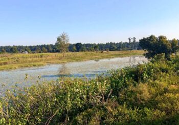 बाइस बिघाको गडबिजुला ताल पाँच बिघामा खुम्चियो