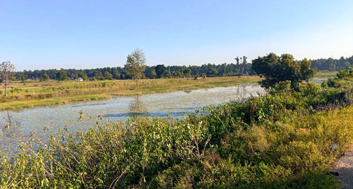 बाइस बिघाको गडबिजुला ताल पाँच बिघामा खुम्चियो