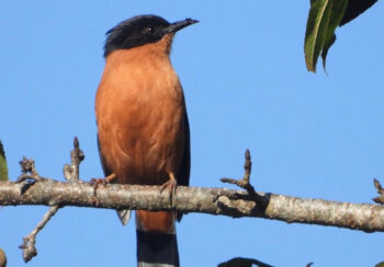 गुल्मीमा चरा प्रजातिको सङ्ख्या ३५५ पुग्यो