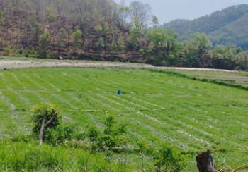 सुरौदी खोला कटान : वर्षौँदेखि चुनावी मुद्दा, पीडितका समस्या उस्तै