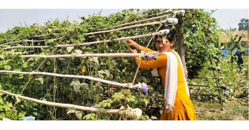 कञ्चनपुरमा ‘जलवायुमैत्री कृषि गाउँ’ स्थापना गरिँदै