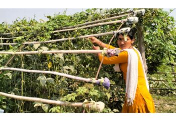 कञ्चनपुरमा ‘जलवायुमैत्री कृषि गाउँ’ स्थापना गरिँदै