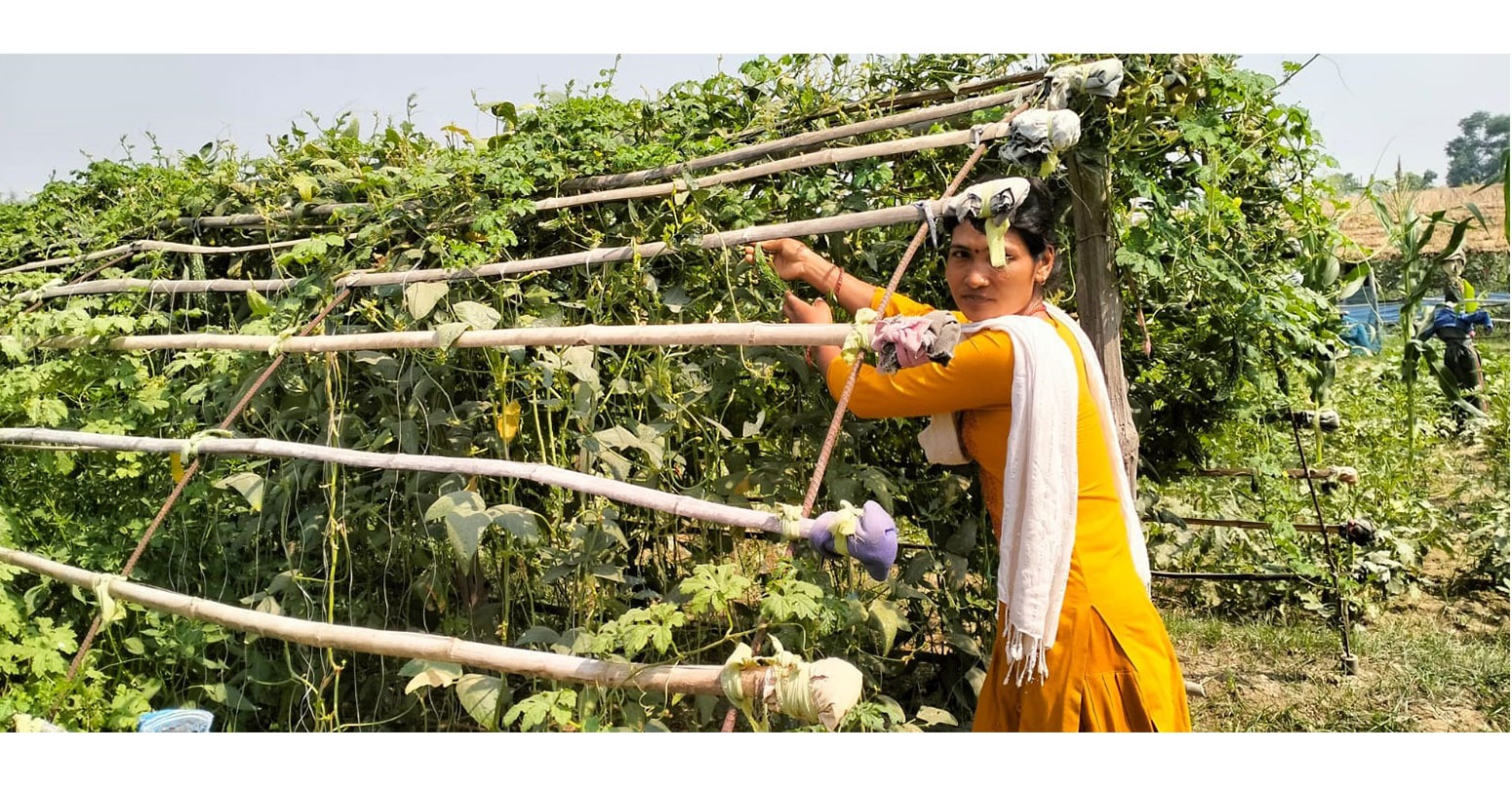 कञ्चनपुरमा ‘जलवायुमैत्री कृषि गाउँ’ स्थापना गरिँदै