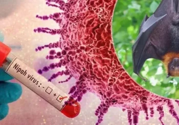 भारतमा निपाह भाइरसका दुई सङ्क्रमण, अवस्था नियन्त्रणमा