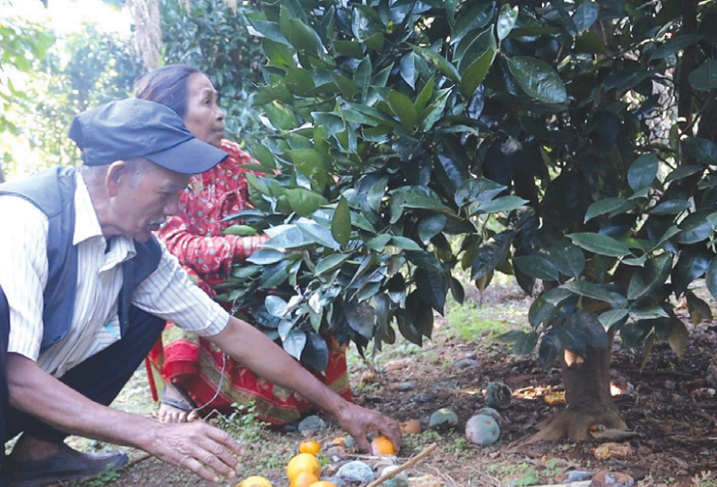 टिप्ने बेलाको सुन्तलामा कीरा लागेपछि कृषक चिन्तित