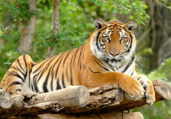 क्यामेरा जडान गरेर मान्छे मार्ने बाघको खोजी