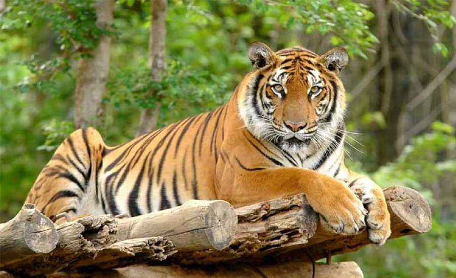 क्यामेरा जडान गरेर मान्छे मार्ने बाघको खोजी