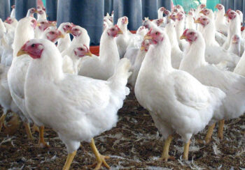 कुखुरामा इकोलाईको समस्या