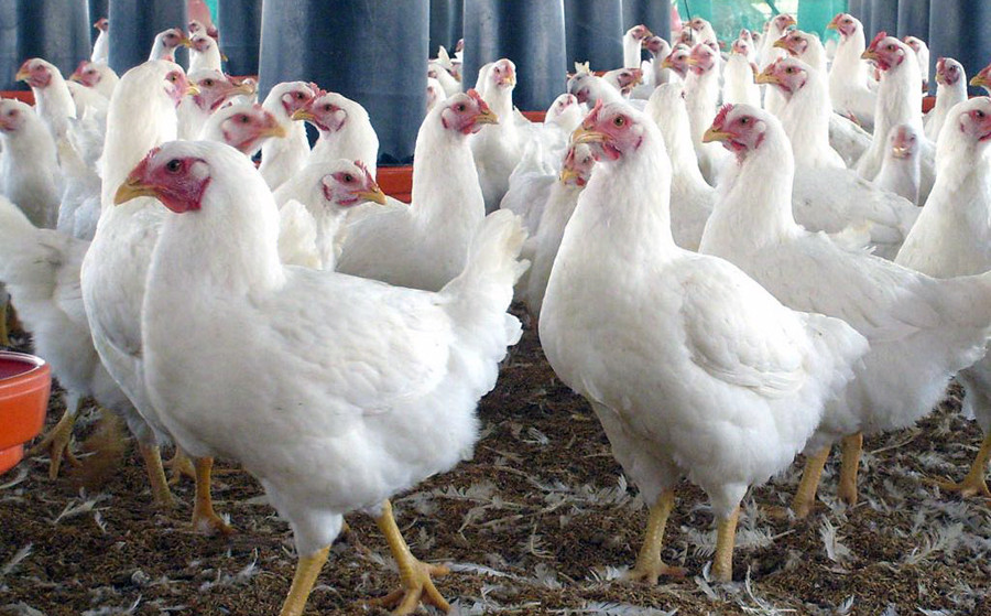 कुखुरामा इकोलाईको समस्या