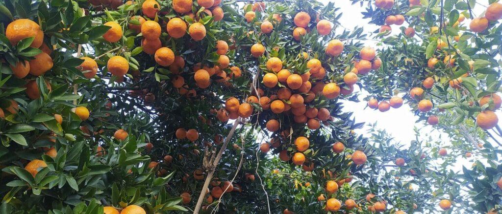 तनहुँमा यसवर्ष ४५ करोड बढीको सुन्तला बिक्री