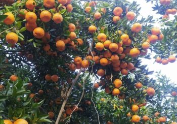 तनहुँमा यसवर्ष ४५ करोड बढीको सुन्तला बिक्री